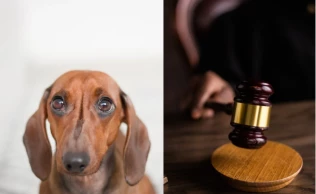 No âmbito internacional, a aprovação de leis que criminalizam a zoofilia segue uma tendência global de reconhecimento dos direitos dos animais.