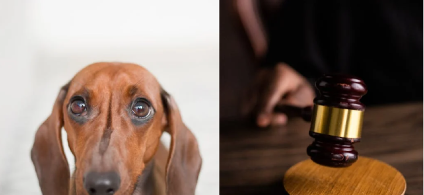 No âmbito internacional, a aprovação de leis que criminalizam a zoofilia segue uma tendência global de reconhecimento dos direitos dos animais.