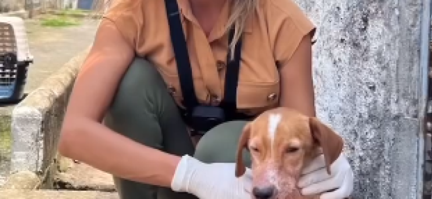 <strong>No meio desse embate público, a questão principal da defesa dos direitos dos animais e o propósito do Instituto Caramelo parecem ter sido ofuscados. </strong>